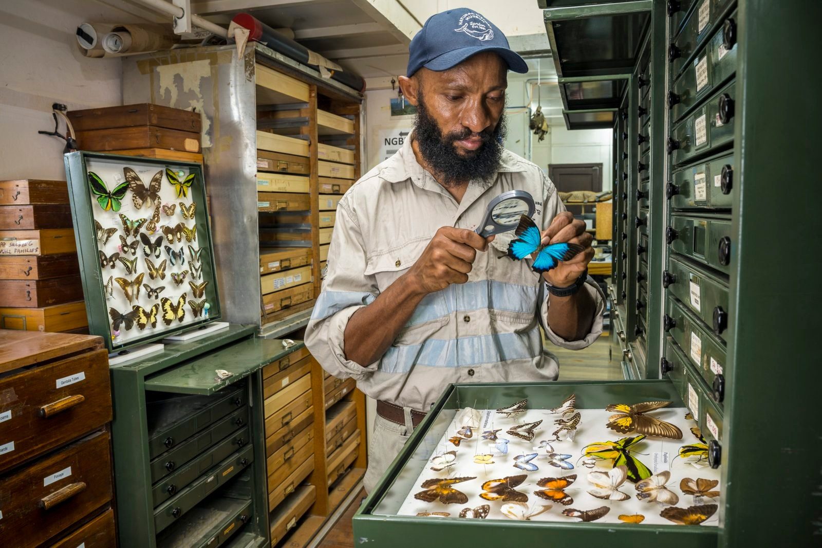 Entomologist examining butterfly specimens in a research collection