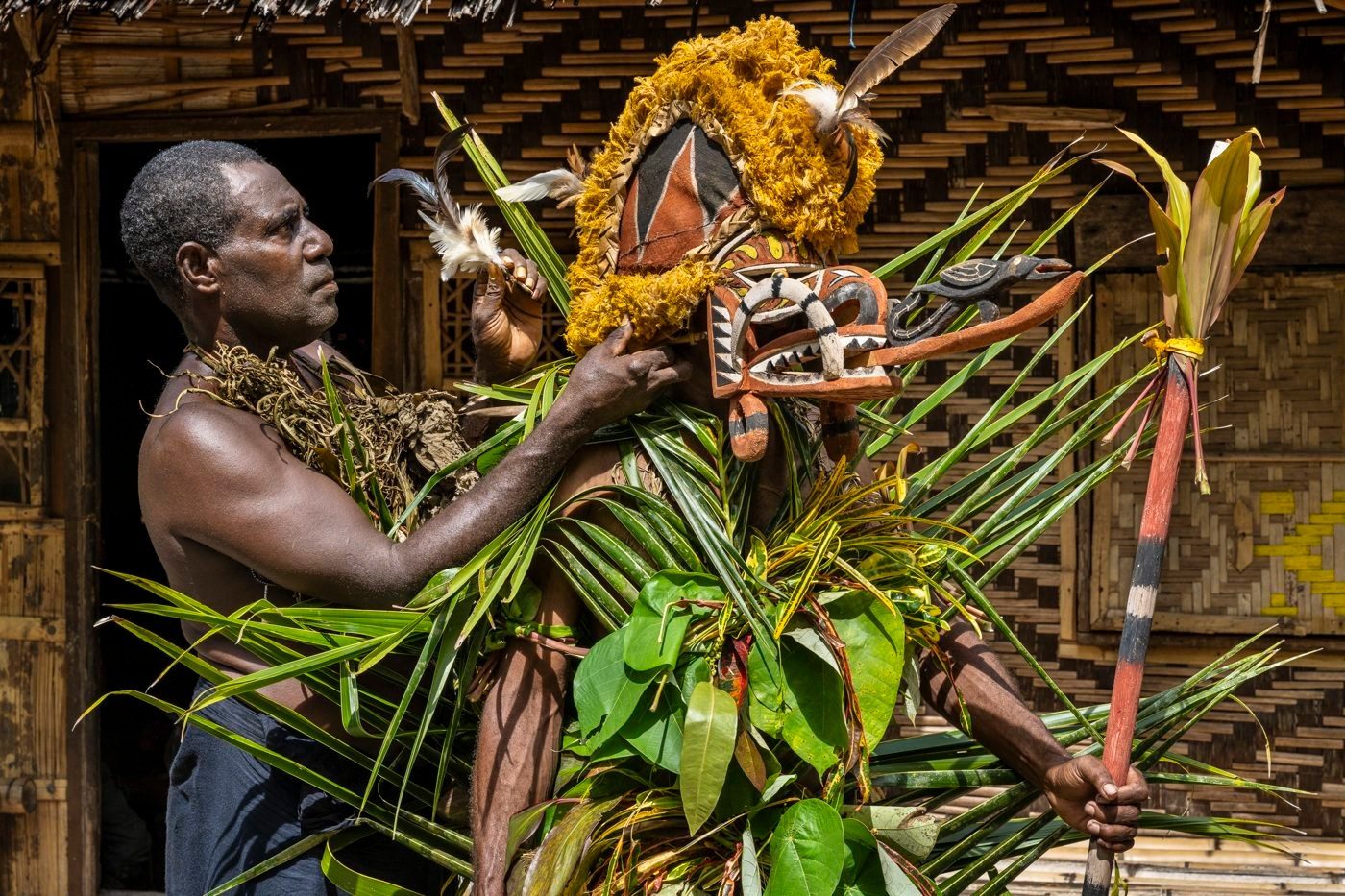 Man fitting a carved and painted ceremonial mask on a dancer in leaf costume, New Ireland