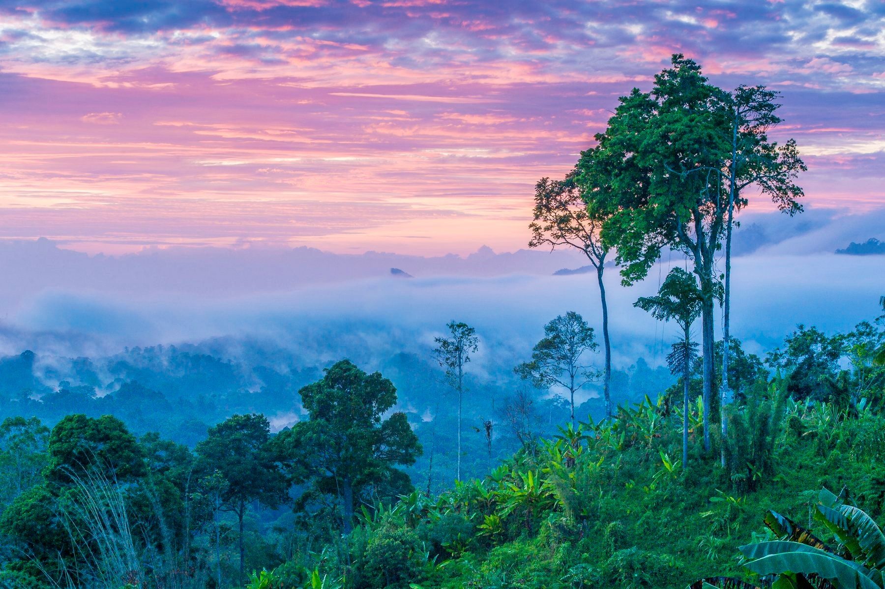 Rainforest emerging from morning mist in Papua New Guinea
