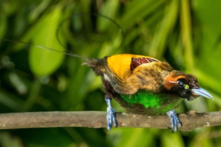 Amazing Port Moresby: Varirata National Park